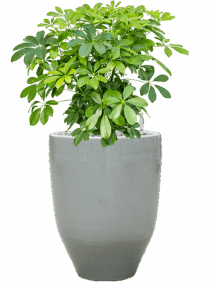 Schefflera Arboricola Compacta In One And Only D 27 H 74 cm - PlantenShop24 - 16-05-2025