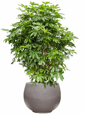 Schefflera Arboricola Compacta In Rotunda Urban D 34 H 136 cm - PlantenShop24 - 09-05-2025