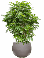 Schefflera Arboricola Compacta In Rotunda Urban D 34 H 136 cm - PlantenShop24 - 20-05-2025