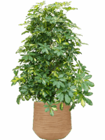 Schefflera Arboricola Gold Capella In Baq Dune D 34 H 128 cm - PlantenShop24 - 20-05-2025
