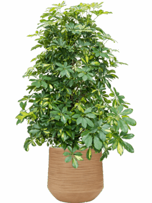 Schefflera Arboricola Gold Capella In Baq Dune D 34 H 128 cm - PlantenShop24 - 20-05-2025