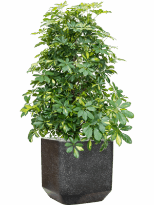 Schefflera Arboricola Gold Capella In Baq Terrazzo D 34 H 138 cm - PlantenShop24 - 20-05-2025