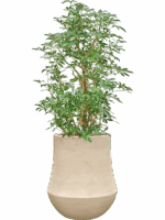 Schefflera Compacta In Baq Polystone Coated Plain D 28 H 143 cm - PlantenShop24 - 12-05-2025