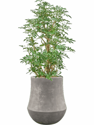 Schefflera Compacta In Baq Polystone Coated Plain D 28 H 143 cm - PlantenShop24 - 26-05-2025
