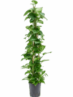 Scindapsus Epipremnum Aureum D 18 H 125 cm - PlantenShop24 - 19-05-2025