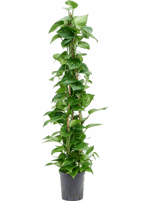 Scindapsus Epipremnum Aureum D 18 H 125 cm - PlantenShop24 - 19-05-2025