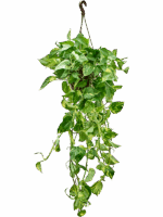 Scindapsus Epipremnum Aureum D 20 H 50 cm - PlantenShop24 - 14-05-2025