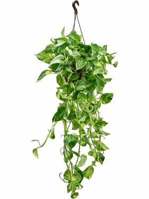 Scindapsus Epipremnum Aureum D 20 H 50 cm - PlantenShop24 - 14-05-2025