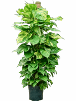 Scindapsus Epipremnum Aureum D 25 H 140 cm - PlantenShop24 - 21-05-2025
