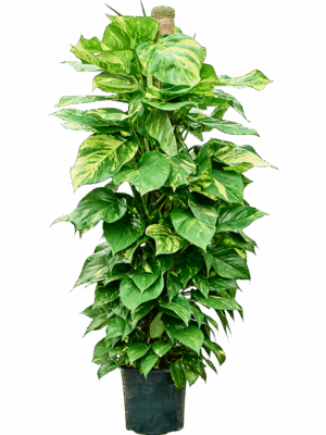 Scindapsus Epipremnum Aureum D 25 H 140 cm - PlantenShop24 - 21-05-2025