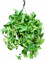 Scindapsus Epipremnum Aureum D 25 H 60 cm - PlantenShop24 - 27-05-2025
