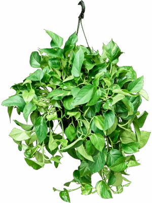 Scindapsus Epipremnum Aureum D 25 H 60 cm - PlantenShop24 - 27-05-2025
