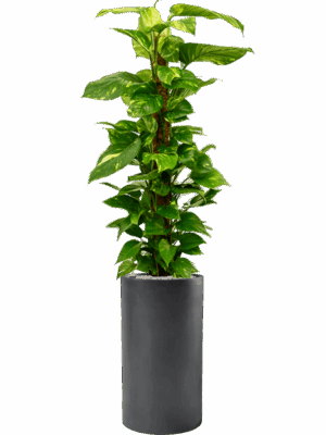 Scindapsus Epipremnum Aureum In Baq Basic D 24 H 147 cm - PlantenShop24 - 13-05-2025