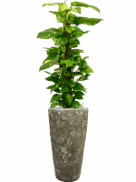 Scindapsus Epipremnum Aureum In Baq Lava D 24 H 157 cm - PlantenShop24 - 13-05-2025