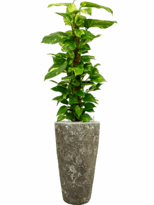 Scindapsus Epipremnum Aureum In Baq Lava D 24 H 157 cm - PlantenShop24 - 13-05-2025