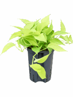 Scindapsus Epipremnum Golden Pothos D 15 H 30 cm - PlantenShop24 - 04-06-2025