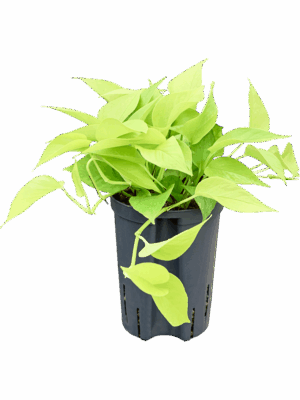 Scindapsus Epipremnum Golden Pothos D 15 H 30 cm - PlantenShop24 - 01-05-2025