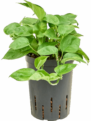 Scindapsus Epipremnum Manjula Green D 15 H 35 cm - PlantenShop24 - 19-05-2025