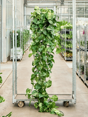 Scindapsus Epipremnum Marble Queen D 35 H 300 cm - PlantenShop24 - 14-05-2025