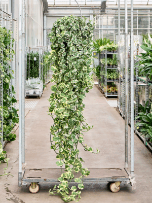 Scindapsus Epipremnum Njoy D 35 H 200 cm - PlantenShop24 - 14-05-2025