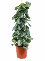 Scindapsus Pictus Silvery Ann D 17 H 60 cm - PlantenShop24 - 27-05-2025