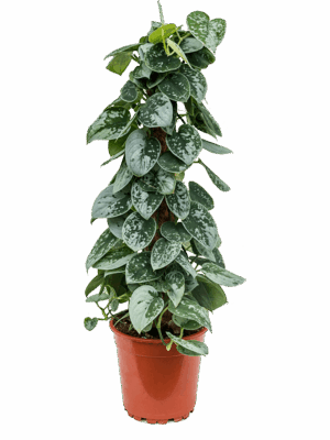 Scindapsus Pictus Silvery Ann D 17 H 60 cm - PlantenShop24 - 27-05-2025