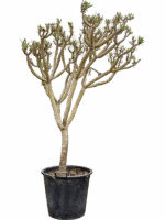 Senecio Kleinia D 43 H 170 cm - PlantenShop24 - 22-05-2025