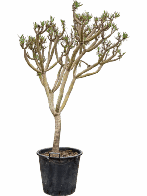 Senecio Kleinia D 43 H 170 cm - PlantenShop24 - 22-05-2025