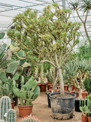Senecio Kleinia D 66 H 250 cm - PlantenShop24 - 22-05-2025