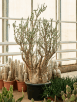 Sesamothamnus Lugardii D 55 H 200 cm - PlantenShop24 - 05-06-2025