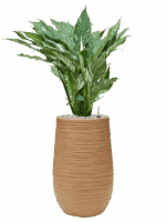 Spathiphyllum Diamond In Baq Dune D 17 H 82 cm - PlantenShop24 - 08-05-2025