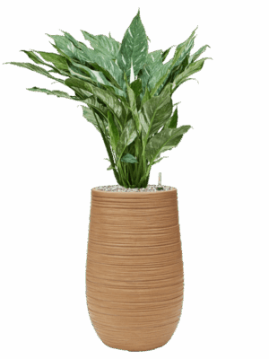 Spathiphyllum Diamond In Baq Dune D 17 H 82 cm - PlantenShop24 - 08-05-2025