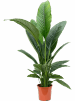 Spathiphyllum Sensation D 24 H 110 cm - PlantenShop24 - 06-05-2025