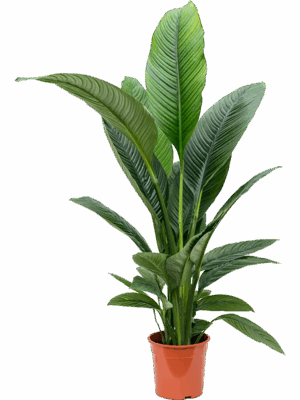 Spathiphyllum Sensation D 24 H 110 cm - PlantenShop24 - 02-05-2025
