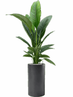 Spathiphyllum Sensation In Baq Basic D 24 H 158 cm - PlantenShop24 - 02-05-2025