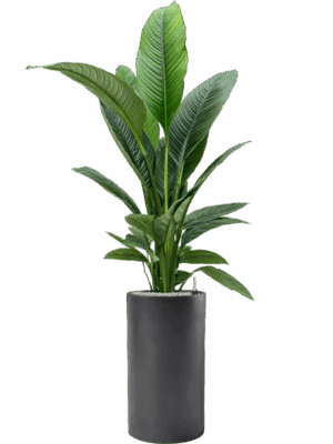 Spathiphyllum Sensation In Baq Basic D 24 H 158 cm - PlantenShop24 - 02-05-2025