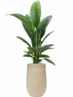 Spathiphyllum Sensation In Baq Dune D 24 H 158 cm - PlantenShop24 - 02-05-2025