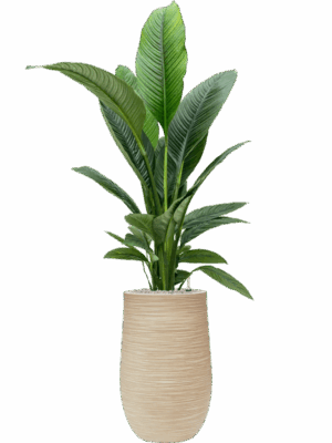 Spathiphyllum Sensation In Baq Dune D 24 H 158 cm - PlantenShop24 - 02-05-2025