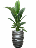Spathiphyllum Sensation In Baq Gradient Lee D 24 H 160 cm - PlantenShop24 - 02-05-2025