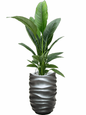 Spathiphyllum Sensation In Baq Gradient Lee D 24 H 160 cm - PlantenShop24 - 02-05-2025