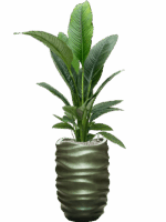 Spathiphyllum Sensation In Baq Gradient Lee D 24 H 160 cm - PlantenShop24 - 02-05-2025