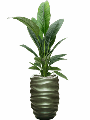 Spathiphyllum Sensation In Baq Gradient Lee D 24 H 160 cm - PlantenShop24 - 02-05-2025