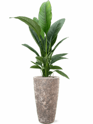 Spathiphyllum Sensation In Baq Lava D 24 H 167 cm - PlantenShop24 - 02-05-2025
