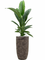 Spathiphyllum Sensation In Baq Luxe Lite Universe Layer D 24 H 172 cm - PlantenShop24 - 02-05-2025