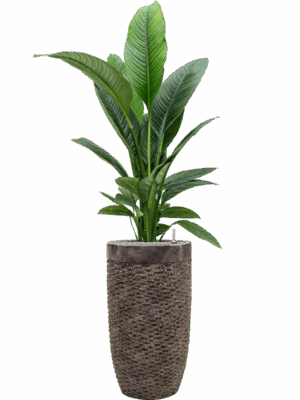 Spathiphyllum Sensation In Baq Luxe Lite Universe Layer D 24 H 172 cm - PlantenShop24 - 02-05-2025