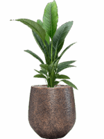 Spathiphyllum Sensation In Baq Opus Hit D 24 H 151 cm - PlantenShop24 - 02-05-2025