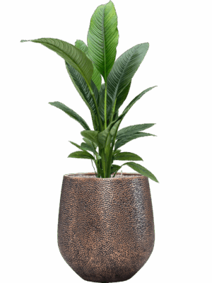 Spathiphyllum Sensation In Baq Opus Hit D 24 H 151 cm - PlantenShop24 - 02-05-2025