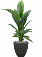 Spathiphyllum Sensation In Baq Polystone Plain D 24 H 142 cm - PlantenShop24 - 02-05-2025