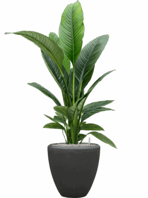 Spathiphyllum Sensation In Baq Polystone Plain D 24 H 142 cm - PlantenShop24 - 02-05-2025