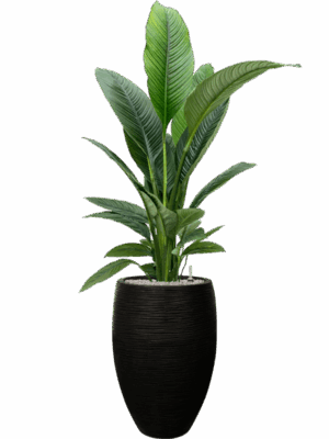 Spathiphyllum Sensation In Capi Nature Rib NL D 24 H 162 cm - PlantenShop24 - 02-05-2025